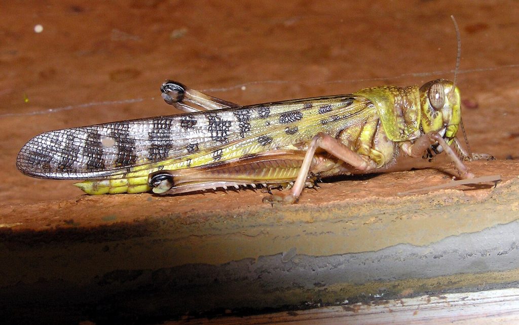 A Gregarious Adult Desert Locust