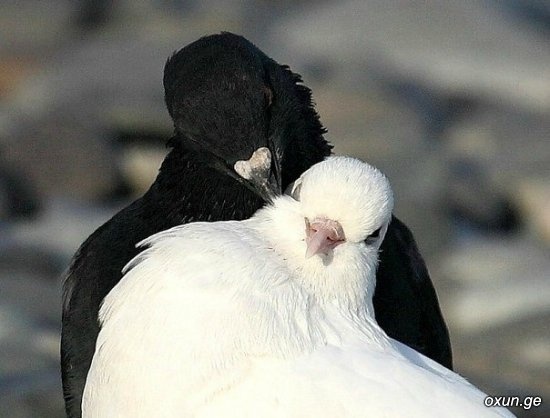 Black Doves And White Lovers