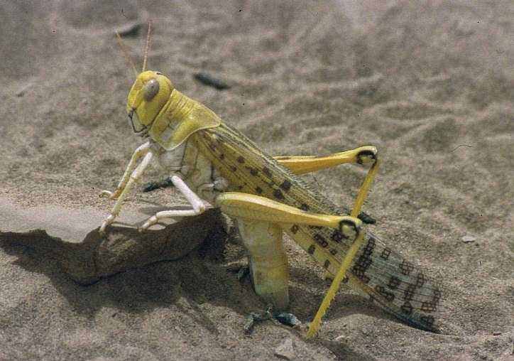 Desert Locust Laying Eggs