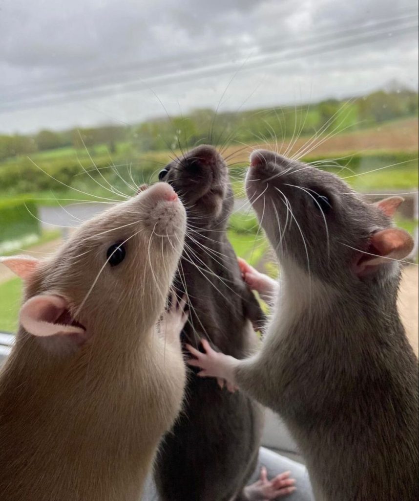 The Velociraptor Detection Crew